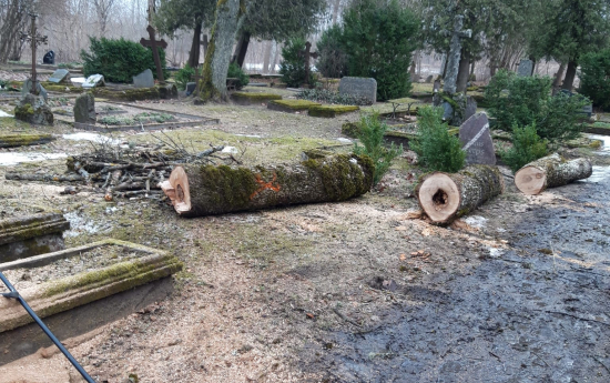 Annas kapos izzāģē nokaltušos kokus