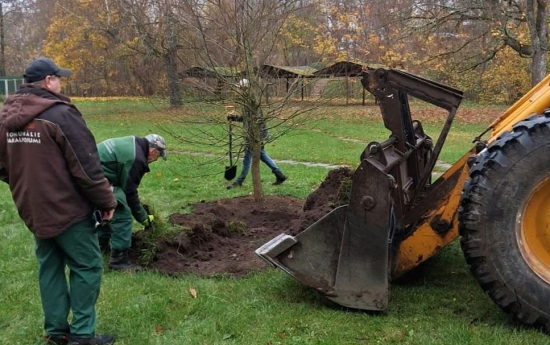 Liepājas ielas Japānas katsuras turpina augt citviet Kuldīgā