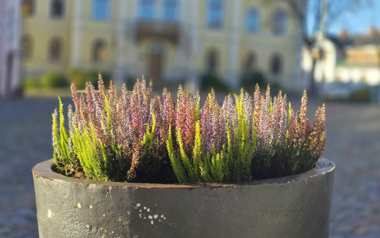 Stāda viršus, vāc nobirušās lapas - sākušies rudens darbi