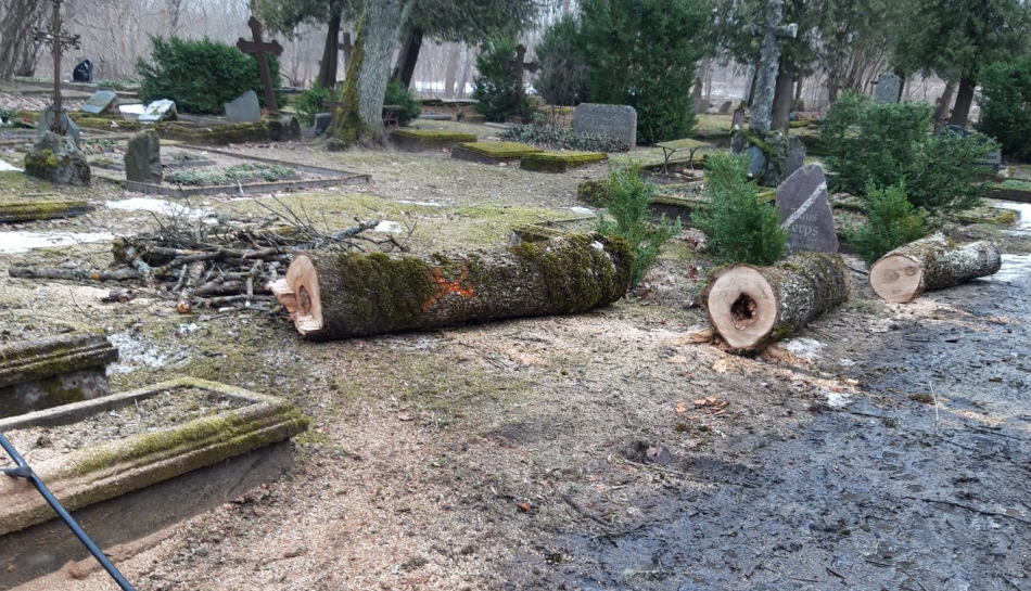 Annas kapos izzāģē nokaltušos kokus