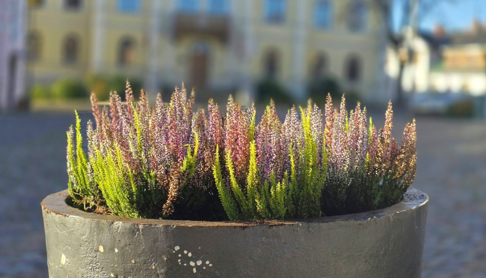 Stāda viršus, vāc nobirušās lapas - sākušies rudens darbi