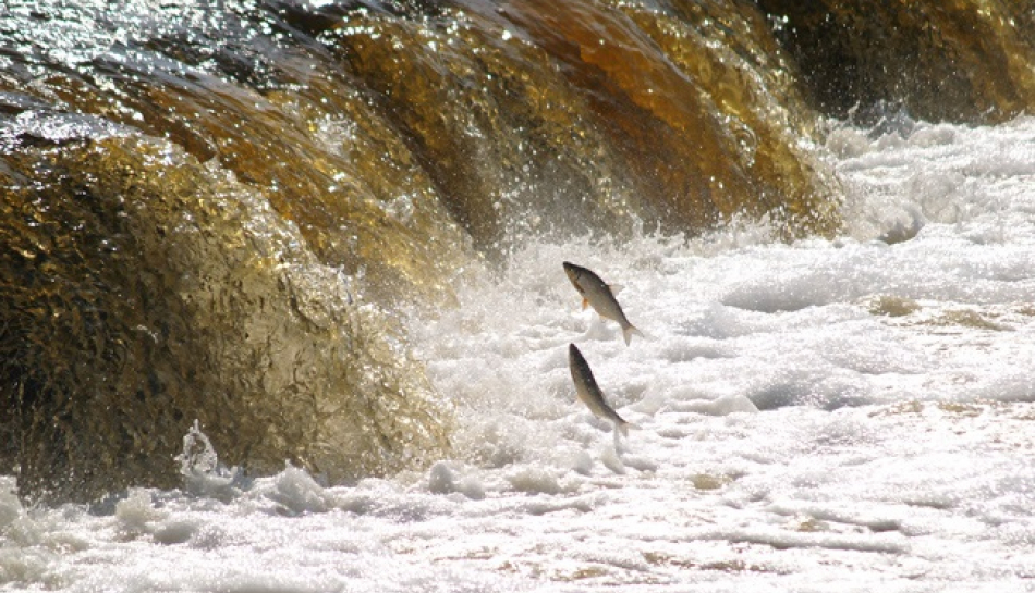 Tirgotāji aicināti pieteikties Pavasara tirgum šovā “Lido zivis Kuldīgā”