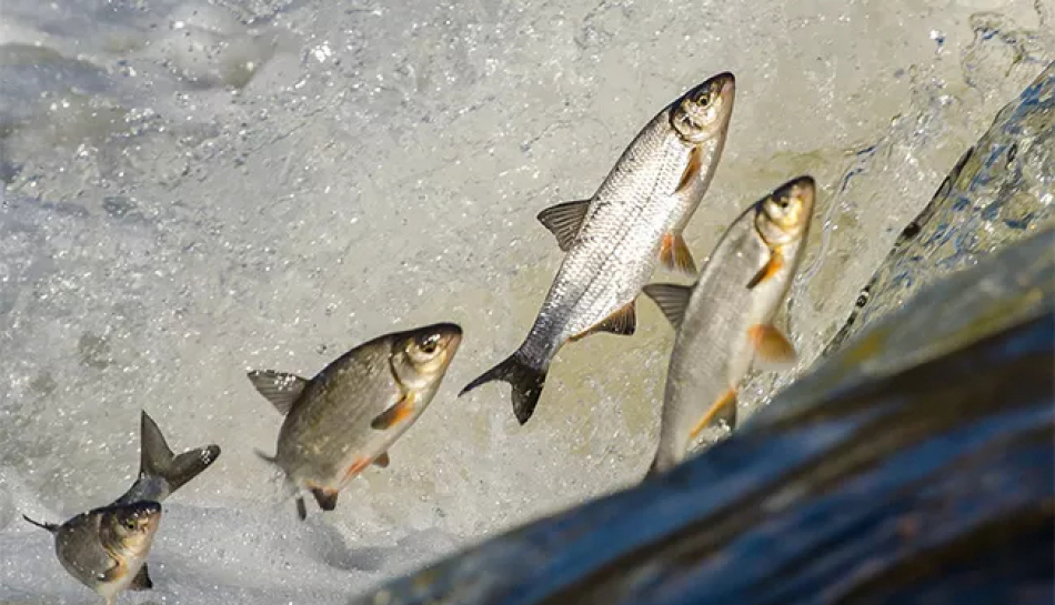 Tirgotāji aicināti pieteikties pavasara tirdziņam "Lido zivis Kuldīgā"